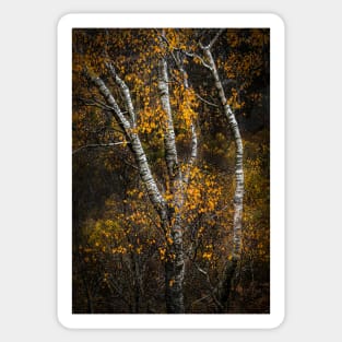 Silver Birch Trees Sticker